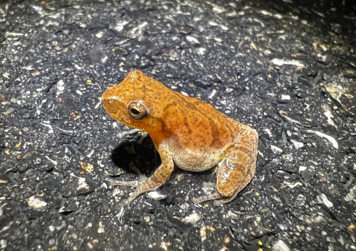 Spring Peeper